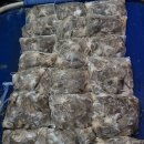 쭈꾸미스타 이미지