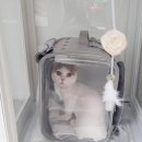 원 반려동물 미용실 이미지