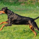 DOBERMAN 네이버블로그