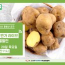 “지역특산명품 지리적표시 인증 서산 팔봉산 감자, 11번가 라이브커머스로 만나요”