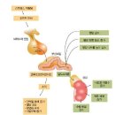 11장. 내분비계 - 스트레스에 가장 민감한 분야 .. 정리중 이미지