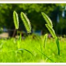 강아지풀 이미지