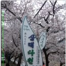 지리산,화개장터,쌍계사십리벚꽃,＜2015,Apr01＞ 이미지