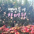 까치울마을4단지주차장 | [부천백만송이장미원] 평일인데도 사람 미쳤다… 꽃보다 사람 구경하고 온 현실 후기
