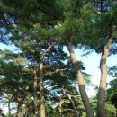 송림(松林) 이미지