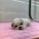 뽀삐샵(BBOBBI SHOP) | 신내동강아지분양 청결하고 전문적인 곳에서
