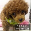 펫인샵(PET IN SHOP) 이미지