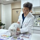 애니컴 그루밍 펫 | 이문동 동물병원 고양이 관절염 증상과 관리 방향에 대해 알려드립니다.