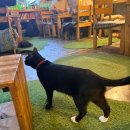 살랑 그루밍 | 조용하고 아늑한 힐링 카페 잠시ㅣ서울역 고양이 카페 추천