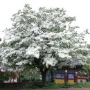 더 큰나무 이미지