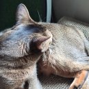 새한양슈퍼 | 고양이 오메가3 중년묘 7살 고양이 피부질환 관리 방법