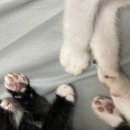 꼬래아이