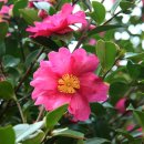 애기등 공원 이미지