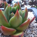 봉황슈퍼 이미지