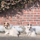 강진 | 강진 회춘탕 석문정 후기 전라도 맛집 보양식 추천