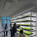 (주)유성팜 | [공지] 스마트팜에서 직접 수확한 바질로, 맛있는 피자 만들기 체험 수업