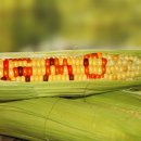 GMO 식품에 숨겨진 사실들 이미지