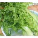 정통옛날쌈밥 Daum카페