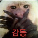 치치타르트