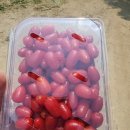 양명자연농장 이미지