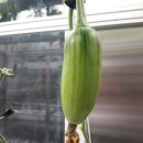 다운 농장 이미지