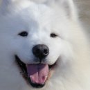 개똥이네 이미지