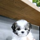 플레이독 파주본점 이미지