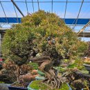 영림원 | [공지] 부천 분재원 청짜보 의 성지 *영림원* 탐방기