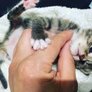 CH동물병원 이미지