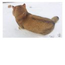 멍멍 이미지