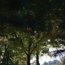 덕정 대왕참나무길 | 화성 융건릉 방문 후기｜융릉 건릉 차이·정조 효심·용주사까지 총정리