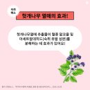 대웅 동물약국 이미지