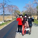 4월7일 경포호수 벚꽃길 걷기2 이미지