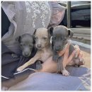 오독안심분양센터 강아지분양 고양이분양 인천점 이미지