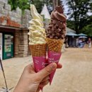 [춘천] 반려견 콩이와 함께한 남이섬 여행(입장권 할인/배시간/주차/애견놀이터및놀거리/애견동반식당)