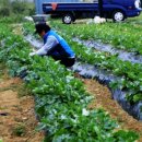 화성농장 이미지