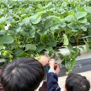 아인농장 | 논산 딸기체험 | 대전 근교 아이랑 논산딸기 아인팜