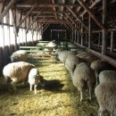 금학목장 이미지