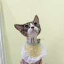 미야옹실 이미지