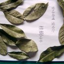 계수나무토끼한마리 이미지