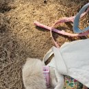 캉캉켄넬 이미지