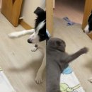 펀치펫 이미지