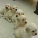 아이티드림 | 애플워치 울트라 3 후기 착용후기