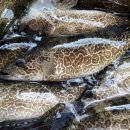 쏘가리네 이미지