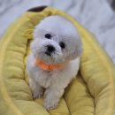 하이바이 분양소 이미지