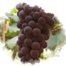 가야농원 이미지