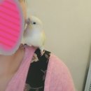 카나리아미용실 | [앵무] 앵무새 캠프(?)를 다녀온 앵들