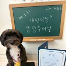 버프독 이미지