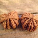 귀족호도 이미지