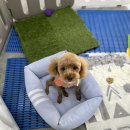 도그웨이살롱 이미지